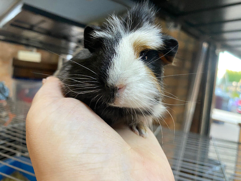 Male guniea pig available