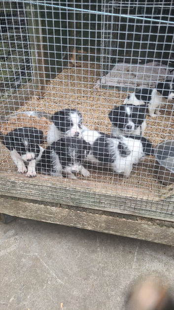 Miniature jack russle puppies for sale