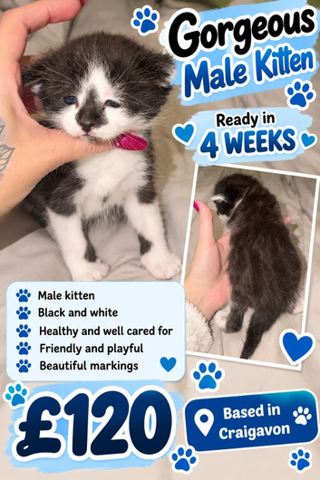 5 kittens for sale