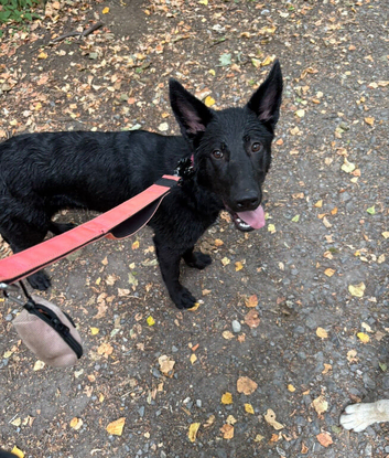 Skye 7 month Sheprador