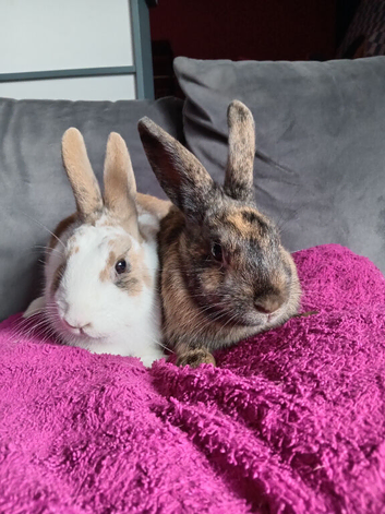 Reduced:16wk old bucks
