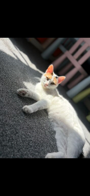 Calico needing new home