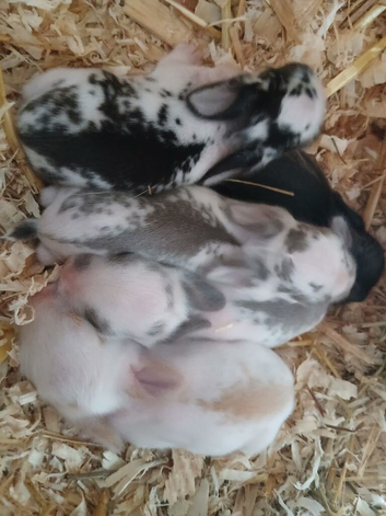 Mini lop bunnies