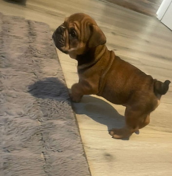 Beautiful English bulldog puppies