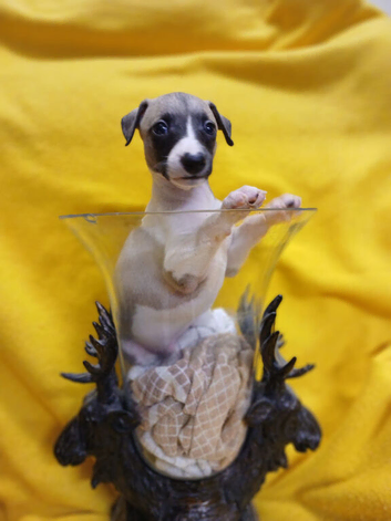 KC Regiatered Whipper Puppies for Sale