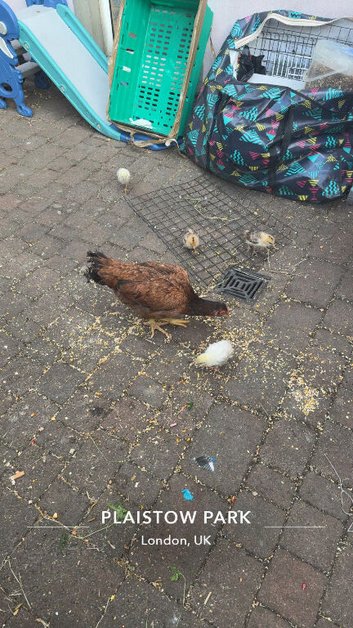 Good and healthy chicks and mother