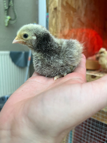 Orpingtons, Silkies, Polish