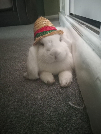 French lop