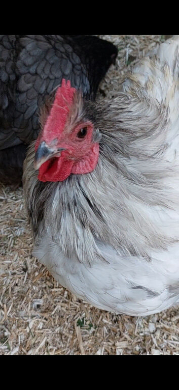 ORPINGTON BANTAM hatching eggs