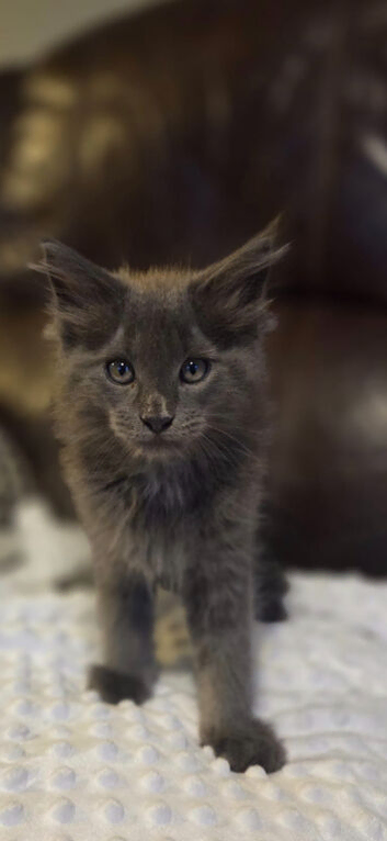 Maine coon