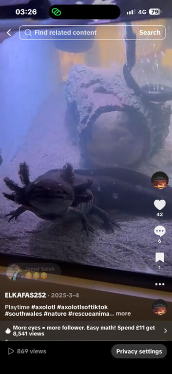 Lovely black axolotl fish