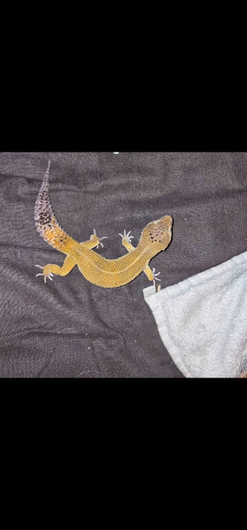 Leopard gecko