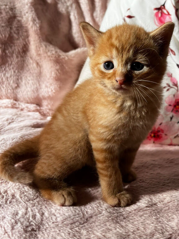 Mainecoon x