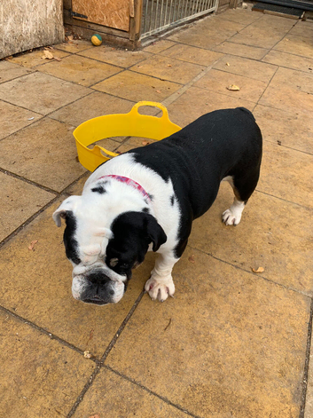 KC registered English bulldog girl