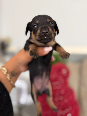 Mini dachshunds