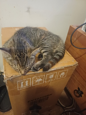2 kittens for sale by both in pairs house , trained and letter , trained and okay with some dogs british shorthair/ tabby are the mixed kittens