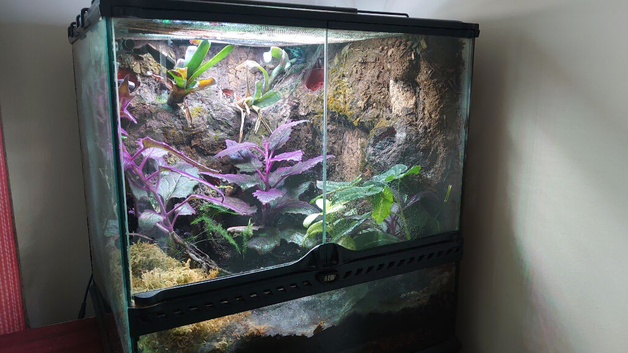 Green Sipaliwini Dart Frog Setup