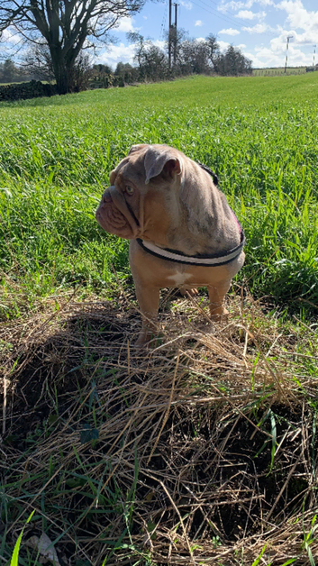 Happydogs dog sitter /walker