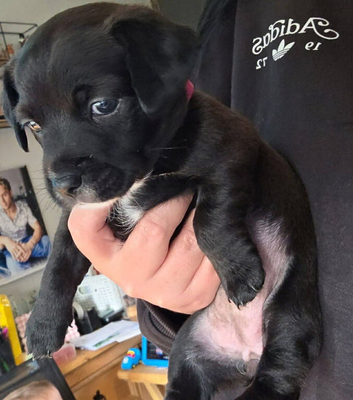 Jack Russell mixed breed pups ready in two weeks
