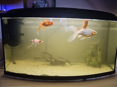 5 Goldfish, 60ltr fish tank. New filter need to sell as moving.