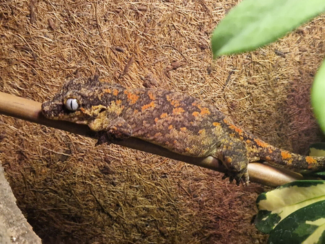 Gargoyle Gecko