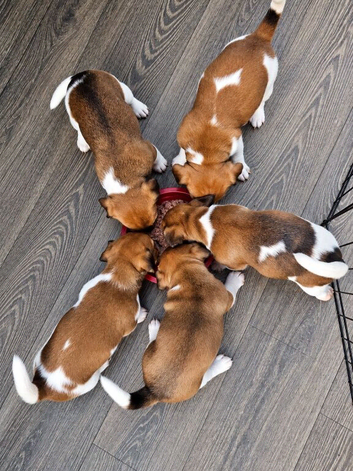 Jack Russell Pups