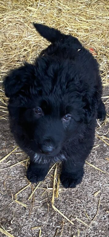 German shepherd puppy