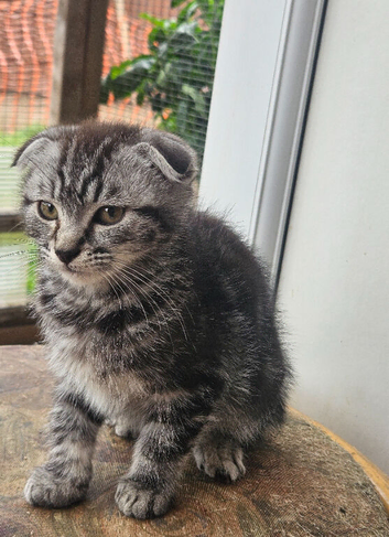 Sweet kittens ready for a loving home