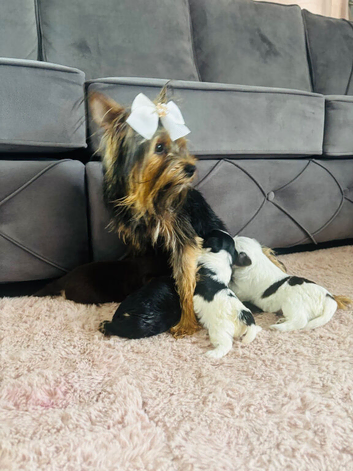 Biewier Yorkshire terrier