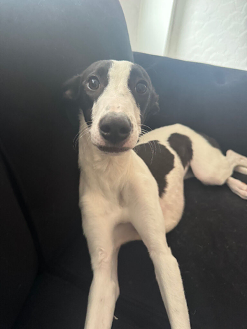 Greyhound/collie Lurcher