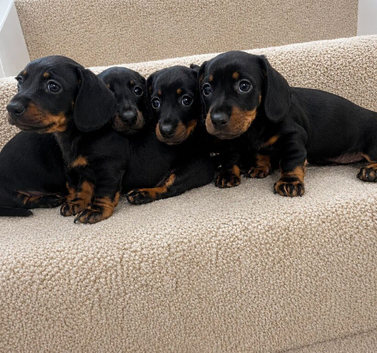 Miniature dachshund puppies