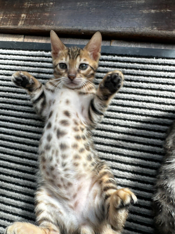Bengal kittens looking for a loving new home