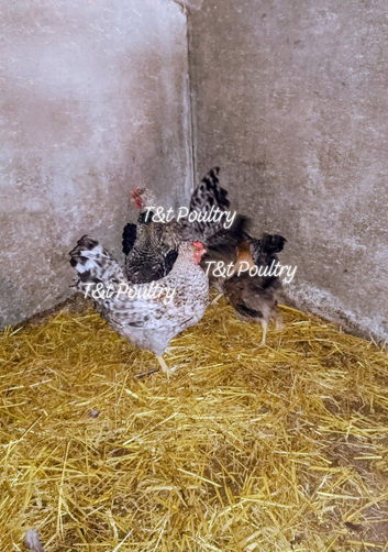 *REDUCED* Crested Cream Legbars