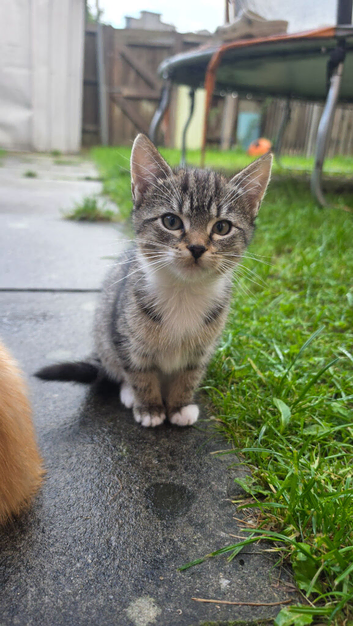 Female tabby cat for sale