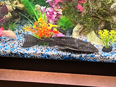 Free Pleco
