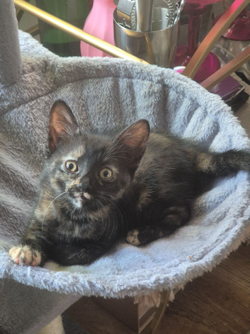 Tortoiseshell kitten