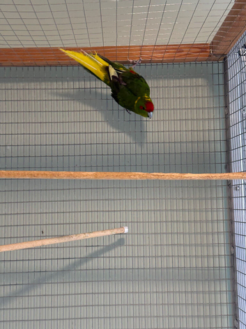 Male kakariki for sale or looking for female