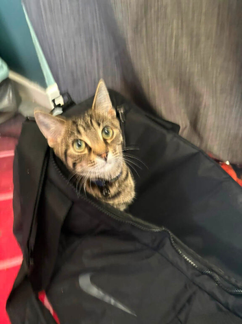 Ozzy Domestic Shorthair X Maine Coon