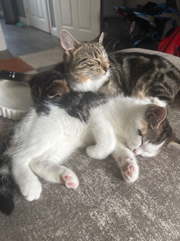 2 beautiful little boys