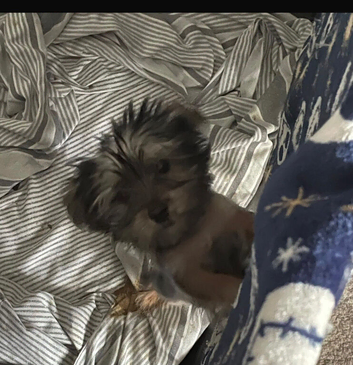 15 week girl pedigree Yorkie girl
