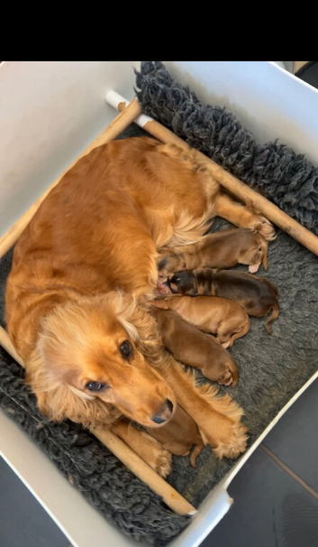 Beautiful KC registered Cocker Spaniels