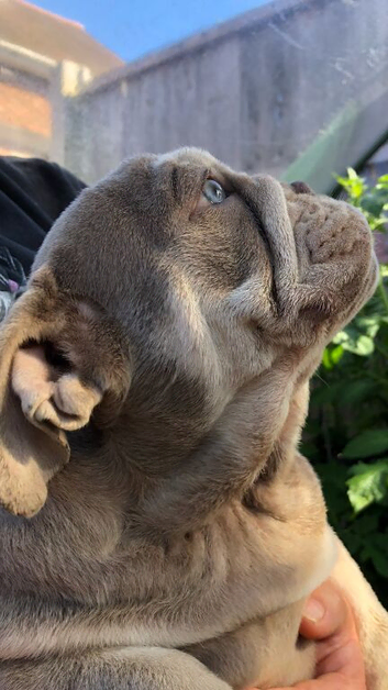 READY NOW 12 week old English Bulldogs last 2