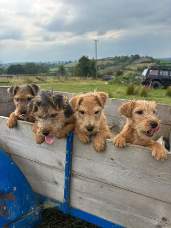 Lakeland Terrier pups