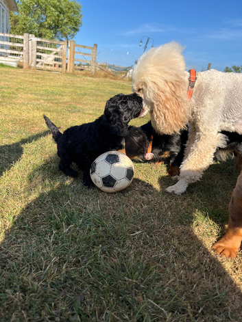 Miniature poodle mum, Toy x min dad