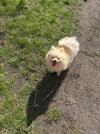 Beautiful white Pomeranian female