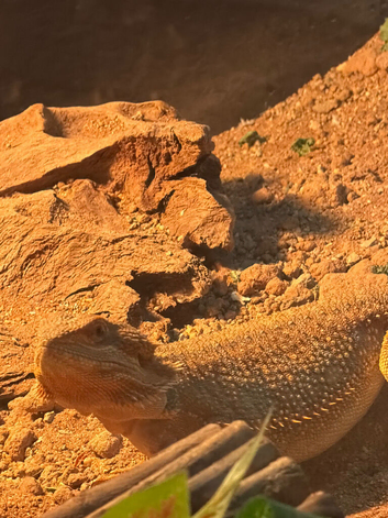 10 month old bearded dragon and 4ft x 2ft x 2ft vivarium