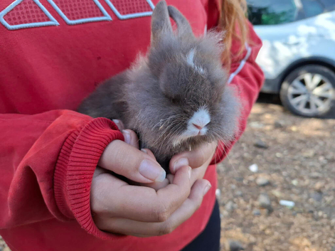 Male and female lionhead
