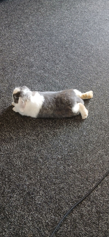 Lovely 6mth old grey and white female