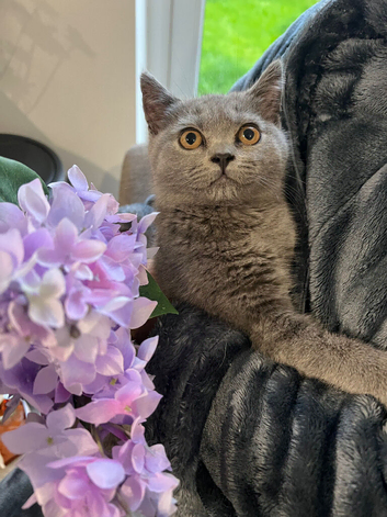 Beautiful British Shorthair kittens
