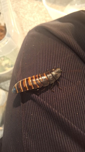 5 adult hissing cockroaches and lots of babies